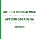 АРТЕРИЯ ОФТАЛМИКА (ARTERIA OPHTHALMICA) ампулы 10x1 мл - Гомеопатия WALA HEILMITTEL