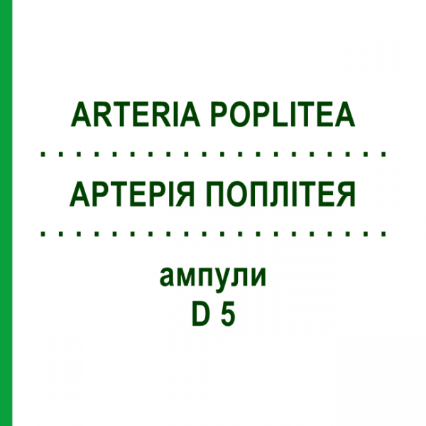 АРТЕРИЯ ПОПЛИТЕЯ (ARTERIA POPLITEA) D 5 ампулы 10x1 мл - Гомеопатия WALA HEILMITTEL
