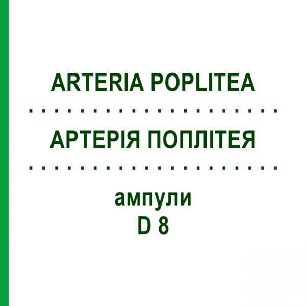 АРТЕРИЯ ПОПЛИТЕЯ (ARTERIA POPLITEA) D 8 ампулы 10x1 мл - Гомеопатия WALA HEILMITTEL