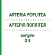 АРТЕРИЯ ПОПЛИТЕЯ (ARTERIA POPLITEA) D 8 ампулы 10x1 мл - Гомеопатия WALA HEILMITTEL