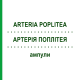АРТЕРИЯ ПОПЛИТЕЯ (ARTERIA POPLITEA) ампулы 10x1 мл - Гомеопатия WALA HEILMITTEL