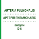 АРТЕРИЯ ПУЛЬМОНАЛИС (ARTERIA PULMONALIS) D 6 ампулы 10x1 мл - Гомеопатия WALA HEILMITTEL