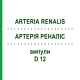 АРТЕРИЯ РЕНАЛИС (ARTERIA RENALIS) D 12 ампулы 10x1 мл - Гомеопатия WALA HEILMITTEL