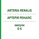 АРТЕРИЯ РЕНАЛИС (ARTERIA RENALIS) D 6 ампулы 10x1 мл - Гомеопатия WALA HEILMITTEL