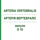АРТЕРИЯ ВЕРТЕБРАЛИС (ARTERIA VERTEBRALIS) D 10 ампулы 10x1 мл - Гомеопатия WALA HEILMITTEL