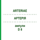 АРТЕРИЯ (ARTERIAE) D 8 ампулы 10x1 мл - Гомеопатия WALA HEILMITTEL