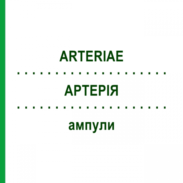 АРТЕРИЯ (ARTERIAE) ампулы 10x1 мл - Гомеопатия WALA HEILMITTEL