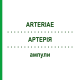 АРТЕРИЯ (ARTERIAE) ампулы 10x1 мл - Гомеопатия WALA HEILMITTEL