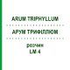 АРУМ ТРИФИЛЛЮМ (ARUM TRIPHYLLUM) LM 4 раствор 10 мл - Гомеопатия ARCANA DR.SEWERIN