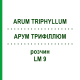АРУМ ТРИФИЛЛЮМ (ARUM TRIPHYLLUM) LM 9 раствор 10 мл - Гомеопатия ARCANA DR.SEWERIN