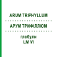 АРУМ ТРИФИЛЛЮМ (ARUM TRIPHYLLUM) LM VI глобули 5 г - Гомеопатия DHU