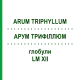 АРУМ ТРИФИЛЛЮМ (ARUM TRIPHYLLUM) LM XII глобули 5 г - Гомеопатия DHU