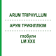 АРУМ ТРИФИЛЛЮМ (ARUM TRIPHYLLUM) LM XXX глобули 5 г - Гомеопатия DHU
