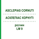 АСКЛЕПИАС КОРНУТИ (ASCLEPIAS CORNUTI) LM 9 раствор 10 мл - Гомеопатия ARCANA DR.SEWERIN