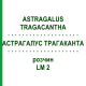 АСТРАГАЛУС ТРАГАКАНТА (ASTRAGALUS TRAGACANTHA) LM 2 розчин 10 мл - Гомеопатія ARCANA DR.SEWERIN