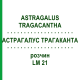 АСТРАГАЛУС ТРАГАКАНТА (ASTRAGALUS TRAGACANTHA) LM 21 розчин 10 мл - Гомеопатія ARCANA DR.SEWERIN