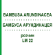 БАМБУСА АРУНДИНАЦЕЯ (BAMBUSA ARUNDINACEA) LM 22 розчин 10 мл - Гомеопатія ARCANA DR.SEWERIN