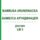 БАМБУСА АРУНДИНАЦЕЯ (BAMBUSA ARUNDINACEA) LM 3 розчин 10 мл - Гомеопатія ARCANA DR.SEWERIN