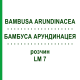 БАМБУСА АРУНДИНАЦЕЯ (BAMBUSA ARUNDINACEA) LM 7 розчин 10 мл - Гомеопатія ARCANA DR.SEWERIN