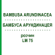 БАМБУСА АРУНДИНАЦЕЯ (BAMBUSA ARUNDINACEA) LM 75 розчин 10 мл - Гомеопатія ARCANA DR.SEWERIN