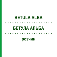 БЕТУЛА АЛЬБА (BETULA ALBA) раствор 50 мл - Гомеопатия DHU
