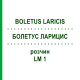 БОЛЕТУС ЛАРИЦИС (BOLETUS LARICIS) LM 1 розчин 10 мл - Гомеопатія ARCANA DR.SEWERIN