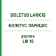 БОЛЕТУС ЛАРИЦИС (BOLETUS LARICIS) LM 10 розчин 10 мл - Гомеопатія ARCANA DR.SEWERIN