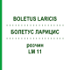 БОЛЕТУС ЛАРИЦИС (BOLETUS LARICIS) LM 11 розчин 10 мл - Гомеопатія ARCANA DR.SEWERIN