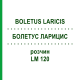 БОЛЕТУС ЛАРИЦИС (BOLETUS LARICIS) LM 120 розчин 10 мл - Гомеопатія ARCANA DR.SEWERIN