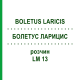 БОЛЕТУС ЛАРИЦИС (BOLETUS LARICIS) LM 13 розчин 10 мл - Гомеопатія ARCANA DR.SEWERIN