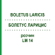 БОЛЕТУС ЛАРИЦИС (BOLETUS LARICIS) LM 14 розчин 10 мл - Гомеопатія ARCANA DR.SEWERIN