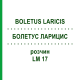 БОЛЕТУС ЛАРИЦИС (BOLETUS LARICIS) LM 17 розчин 10 мл - Гомеопатія ARCANA DR.SEWERIN