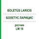 БОЛЕТУС ЛАРИЦИС (BOLETUS LARICIS) LM 18 розчин 10 мл - Гомеопатія ARCANA DR.SEWERIN