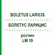 БОЛЕТУС ЛАРИЦИС (BOLETUS LARICIS) LM 19 розчин 10 мл - Гомеопатія ARCANA DR.SEWERIN