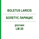 БОЛЕТУС ЛАРИЦИС (BOLETUS LARICIS) LM 20 розчин 10 мл - Гомеопатія ARCANA DR.SEWERIN