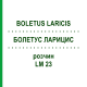 БОЛЕТУС ЛАРИЦИС (BOLETUS LARICIS) LM 23 розчин 10 мл - Гомеопатія ARCANA DR.SEWERIN
