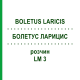 БОЛЕТУС ЛАРИЦИС (BOLETUS LARICIS) LM 3 розчин 10 мл - Гомеопатія ARCANA DR.SEWERIN