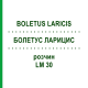 БОЛЕТУС ЛАРИЦИС (BOLETUS LARICIS) LM 30 розчин 10 мл - Гомеопатія ARCANA DR.SEWERIN