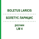 БОЛЕТУС ЛАРИЦИС (BOLETUS LARICIS) LM 4 розчин 10 мл - Гомеопатія ARCANA DR.SEWERIN
