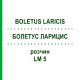 БОЛЕТУС ЛАРИЦИС (BOLETUS LARICIS) LM 5 розчин 10 мл - Гомеопатія ARCANA DR.SEWERIN