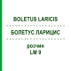 БОЛЕТУС ЛАРИЦИС (BOLETUS LARICIS) LM 9 розчин 10 мл - Гомеопатія ARCANA DR.SEWERIN