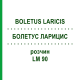 БОЛЕТУС ЛАРИЦИС (BOLETUS LARICIS) LM 90 розчин 10 мл - Гомеопатія ARCANA DR.SEWERIN