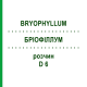 БРІОФІЛЛУМ (BRYOPHYLLUM) D 6 розчин 20 мл - Гомеопатія DHU