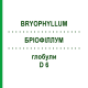 БРІОФІЛЛУМ (BRYOPHYLLUM) D 6 глобули 10 г - Гомеопатія DHU