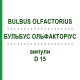 БУЛЬБУС ОЛЬФАКТОРИУС (BULBUS OLFACTORIUS) D 15 ампулы 10x1 мл - Гомеопатия WALA HEILMITTEL