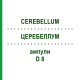 ЦЕРЕБЕЛЛУМ (CEREBELLUM) D 8 ампули 10x1 мл - Гомеопатія WALA HEILMITTEL