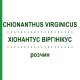 ХИОНАНТУС ВИРГИНИКУС (CHIONANTHUS VIRGINICUS) раствор 20 мл - Гомеопатия DHU
