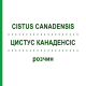 ЦИСТУС КАНАДЕНСИС (CISTUS CANADENSIS) раствор 20 мл - Гомеопатия DHU