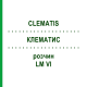 КЛЕМАТИС (CLEMATIS) LM VI раствор 10 мл - Гомеопатия DHU