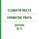 КЛЕМАТИС РЕКТА (CLEMATIS RECTA) Q 11 розчин 15 мл - Гомеопатія GUDJONS